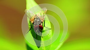 Fly On A Leaf Macro Static HD Animal Insects