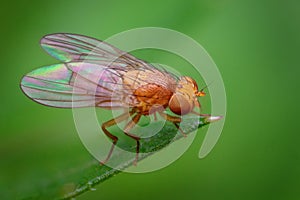 A fly on the leaf of a plant