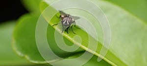 Fly on a leaf with selective focus