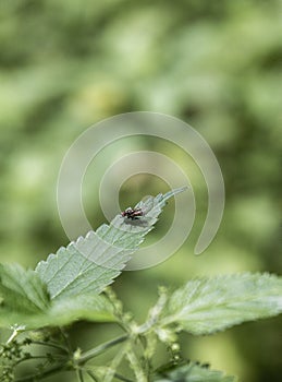 Fly on the leaf
