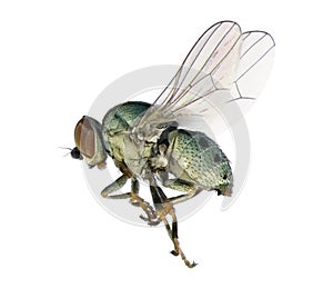 Fly Leucopis bellula photo