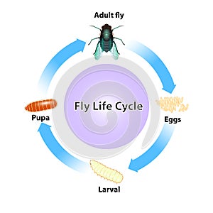 Fly life cycle vector on white background