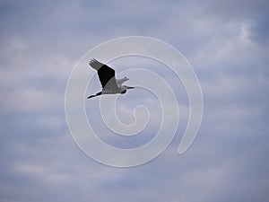 Fly like a Gray Heron