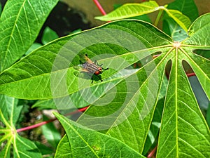 Close - Up flies on cassava leaves photo