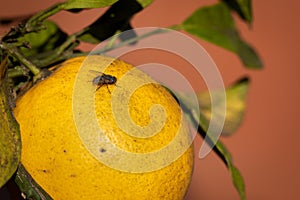 Fly looking for food on orange