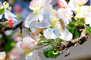 A fly that looks like a bee sits on a flower of an apple tree and eats pollen