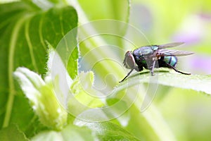 A fly(Lucilia sericata Meigen) is staying on a leaf