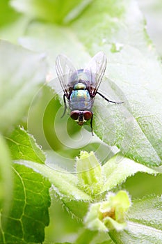A fly(Lucilia sericata Meigen) is staying on a leaf