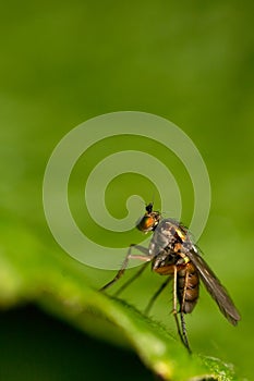 Fly macro