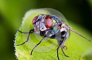 Fly macro