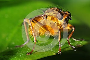 Fly macro