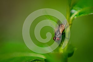 Fly macro