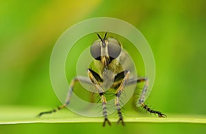 Asilus crabroniformis