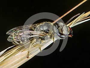 Fly macro phography posing and showing her wings