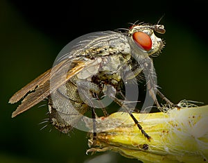 Fly macro phography posing and showing her wings