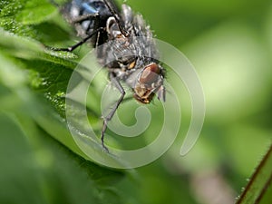 Fly macro phography posing and sitting on leaf