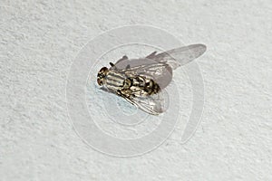 Fly macro photo