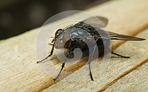 A macro photo of a Bluebottle Blow-Fly