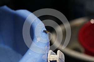 Fly macro shot on blured background