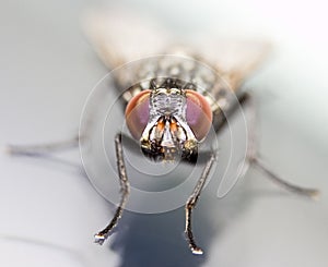 Fly insect