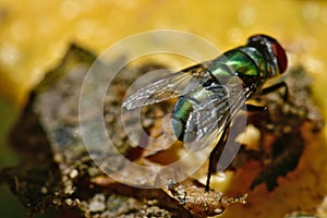 Fly macro shot in natural environment