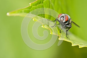 Fly macro