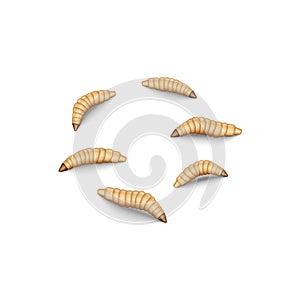 Fly maggot set isolated on white, 3d realistic vector illustration, crawling fly larvae bait for fishing
