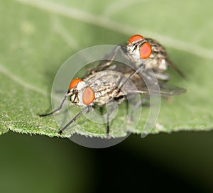 Fly make love. close