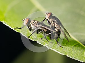 Fly make love. close