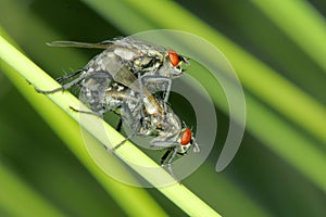 Fly mating