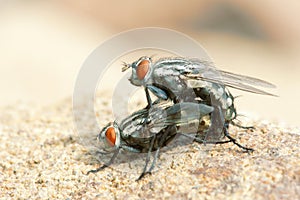 Fly mating