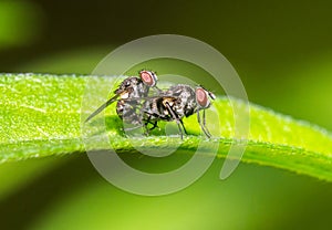 Fly mating on the green leaf