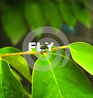 Fly minding its business