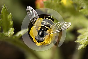 Fly murmur on the flower