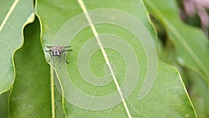 A fly sitting on a leaf Macro shot