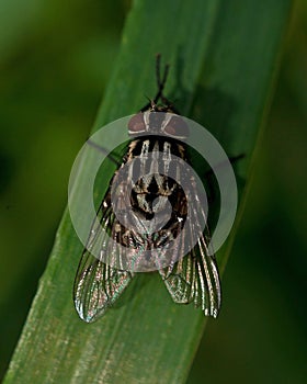 Fly Muscidae graphomya maculata