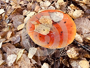 Fly mushroom in autumn