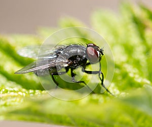 Fly in nature. macro