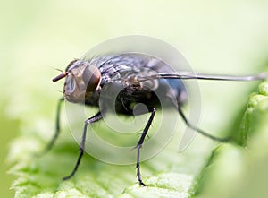 Fly in nature. macro