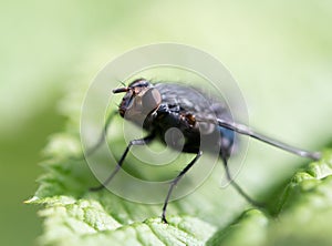 Fly in nature. macro