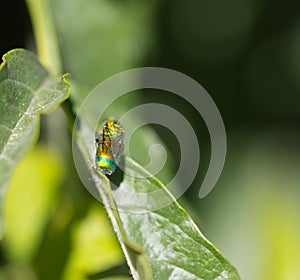 Fly in nature. macro