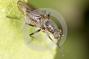 Fly in nature. macro