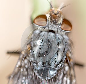 Fly in nature. super macro