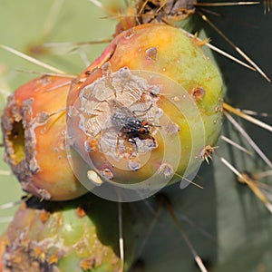 Fly on Nopales or Prickly Pear Cactus fruit or tuna III