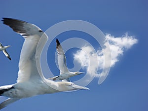 Fly of northern gannets