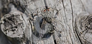 Fly na starý strom v letním dni