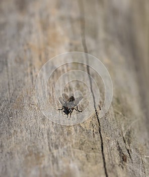 Fly on old tree in summer day