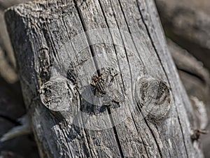 Fly on old tree in summer day