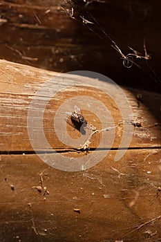 Fly on old wood