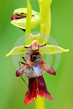 Fly Orchid with ant pollinator, Ophrys insectifera, flowering European terrestrial wild orchid, nature habitat, detail of bloom